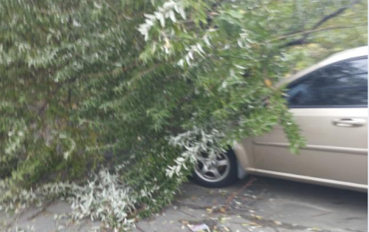 Рятувальники КАРС прибрали дерево, що впало на будівлю та припаркований автомобіль в Оболонському районі